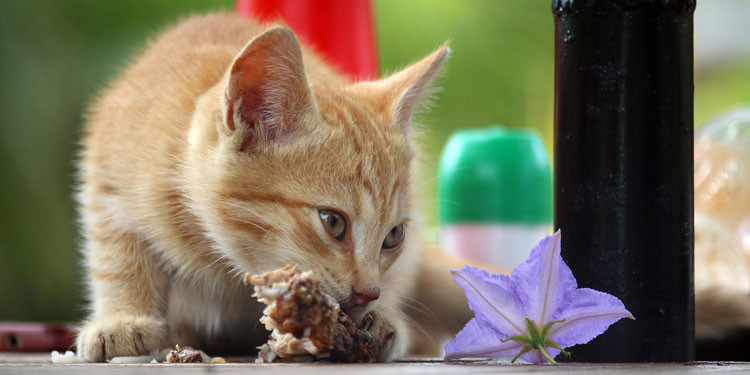 Makanan Kucing Anti Alergi: Solusi Alami untuk Kesehatan Kucing Kesayangan