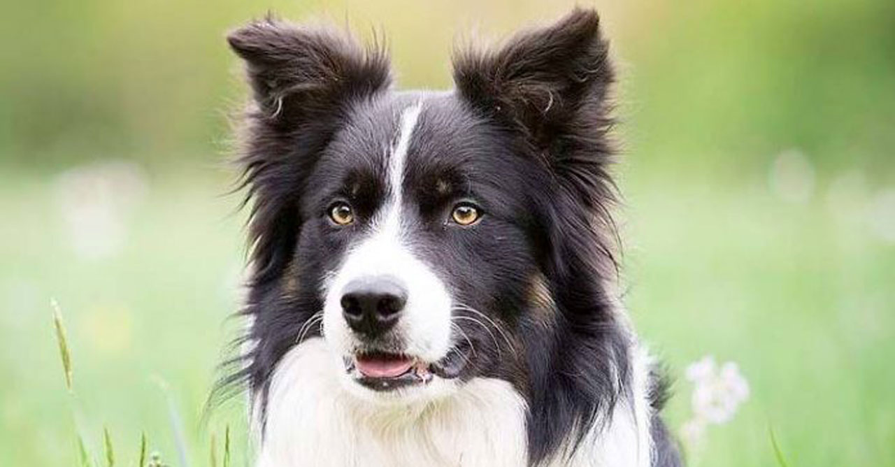 Menjaga Anjing Tetap Segar: Solusi Alami untuk Masalah Bau