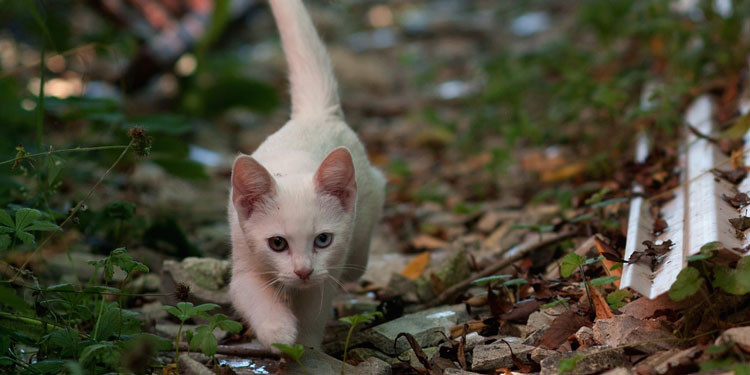 Makanan Kucing Odd Eye: Mendukung Kesehatan dan Keunikan Mata