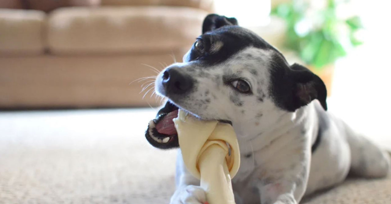 Makanan Anjing Kampung Alami: Panduan Lengkap