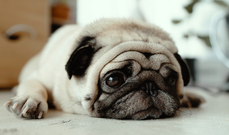 Makanan Alami untuk Anjing dengan Penyakit Ginjal: Panduan Lengkap