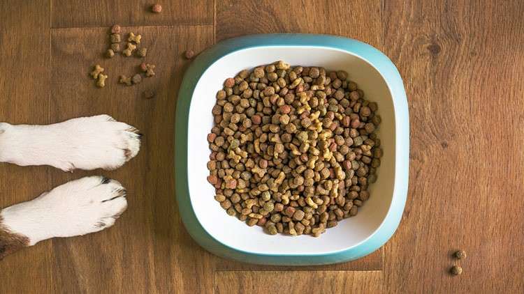 Mengatasi Anjing yang Tidak Mau Makan Secara Alami