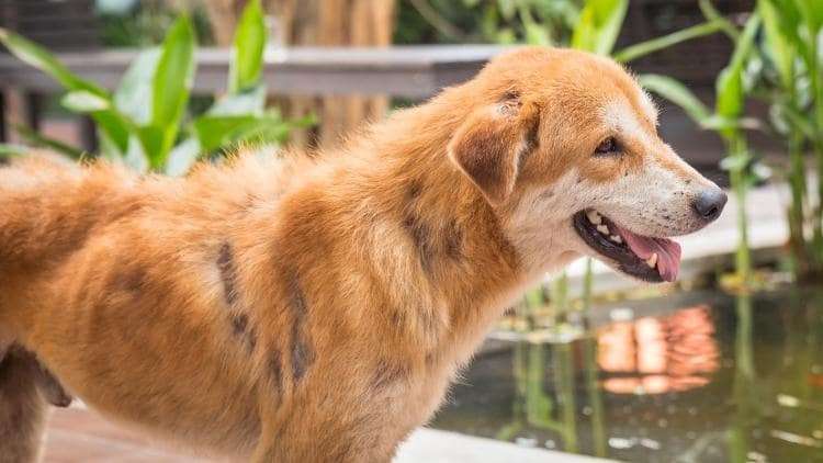 Mengatasi Alergi Kulit pada Anjing dengan Bahan Alami