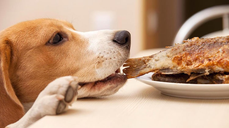 Makanan Anjing Terbaik untuk Bulu Sehat dan Berkilau