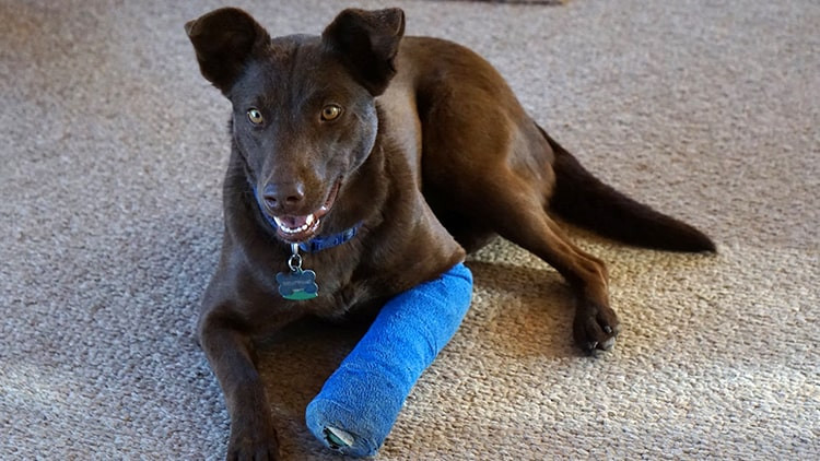 Cara Merawat Anjing Patah Kaki Secara Alami