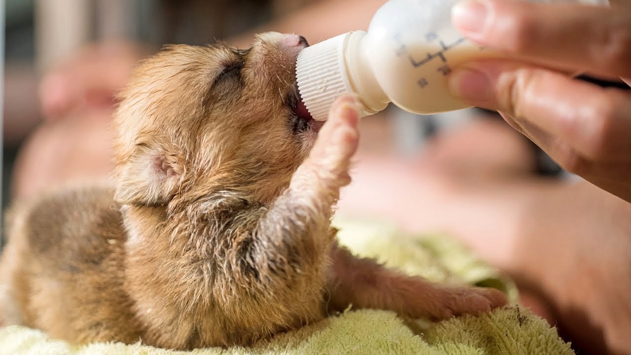 Makanan Bayi Anjing Alami: Panduan Lengkap