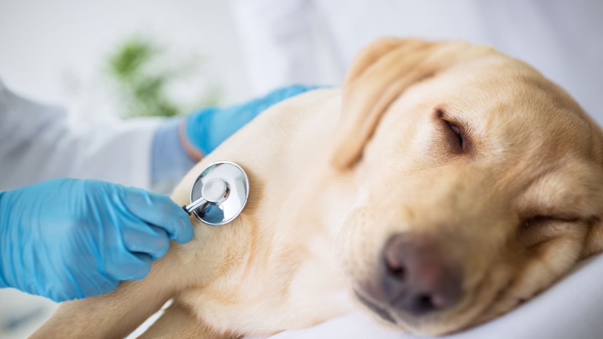 Cara Merawat Anjing Kurang Darah Secara Alami
