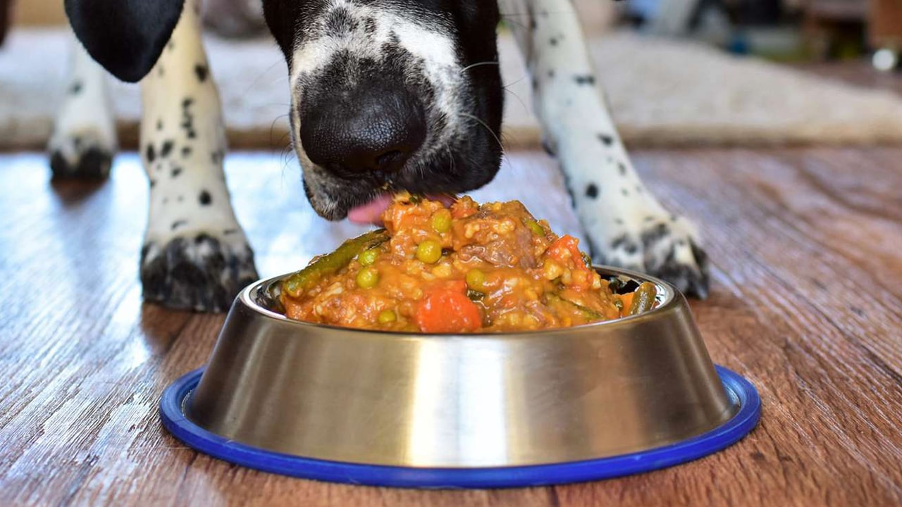 Nutrisi Tepat untuk Anjing Pasca Operasi: Pemulihan dengan Makanan Alami
