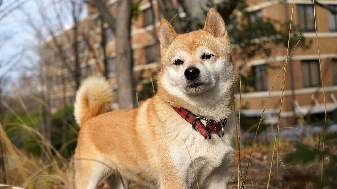 Makanan Anjing Jepang: Pilihan Alami untuk Kesehatan Optimal