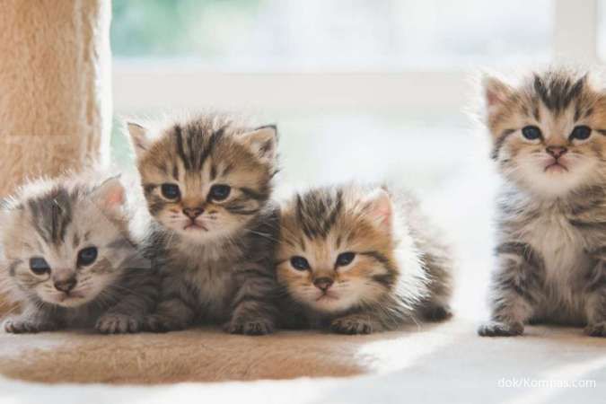 Anak Kucing Makan Makanan Kucing Dewasa: Risiko dan Alternatif Sehat