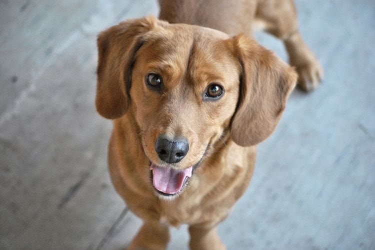 Merawat Anjing Tua Secara Alami: Kualitas Hidup di Usia Senja