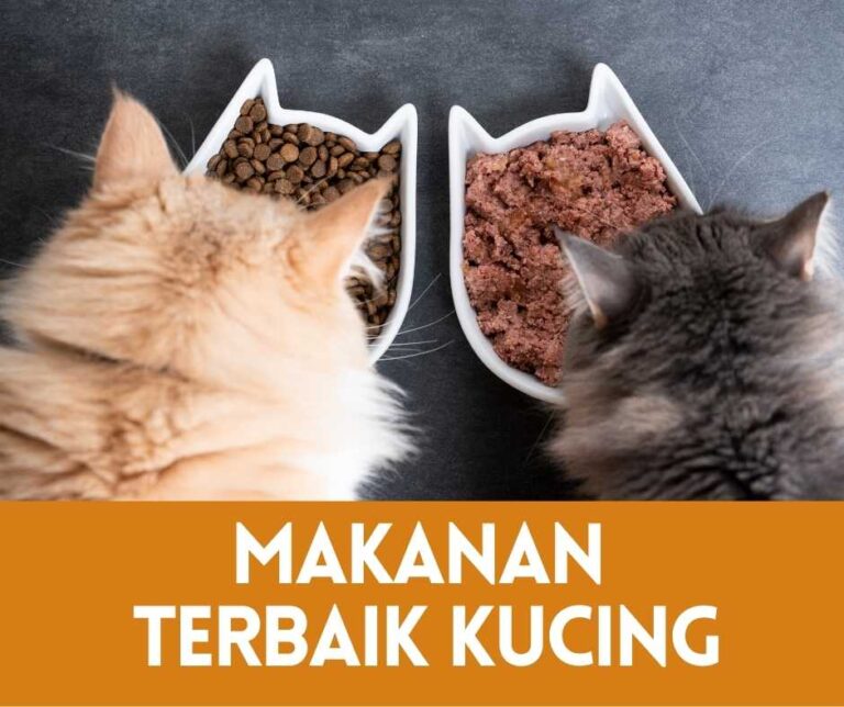 Memilih Makanan Alami Terbaik untuk Kucing Kesayangan