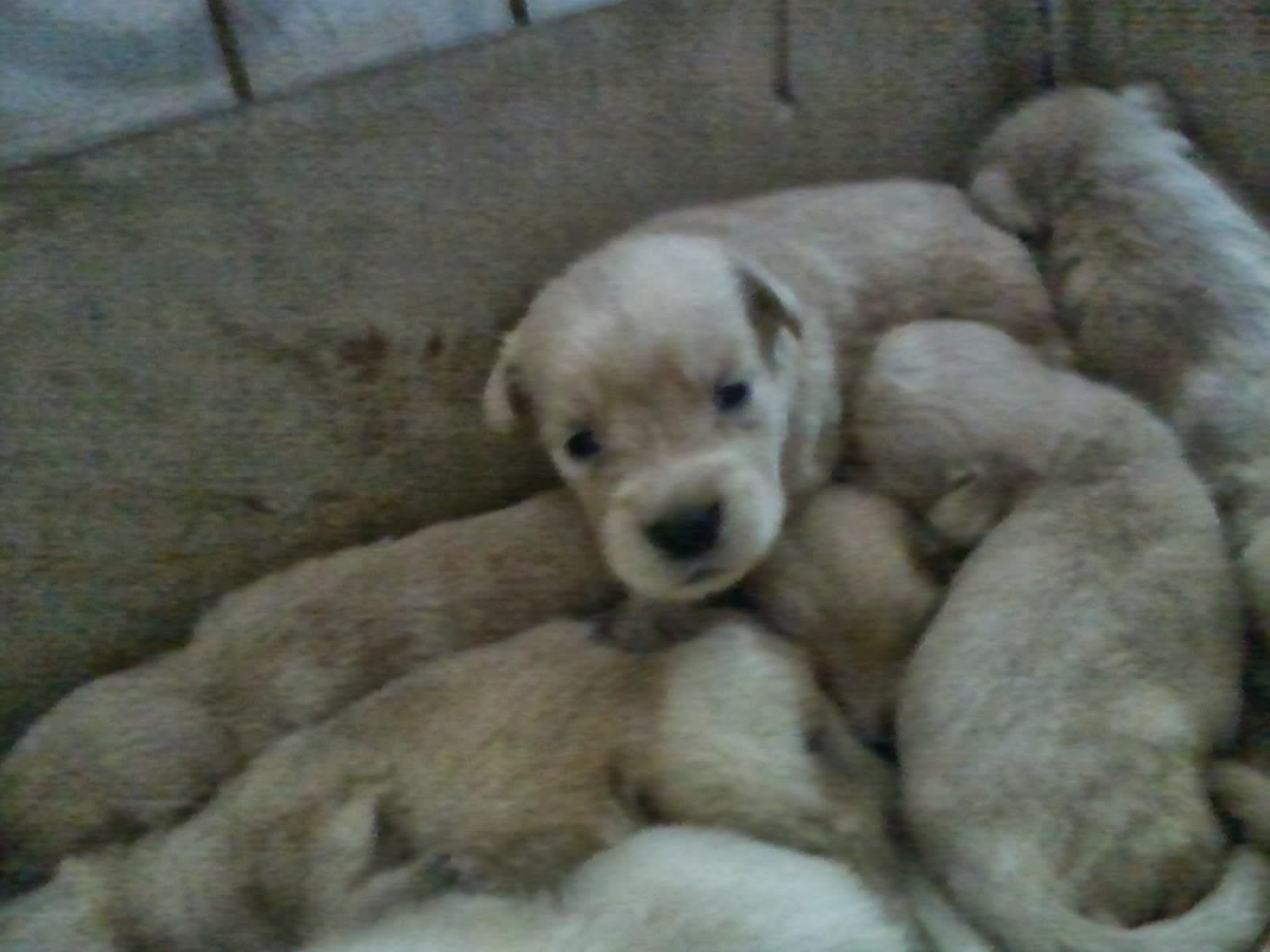 Melatih Anak Anjing Golden Retriever: Pendekatan Alami dan Merata