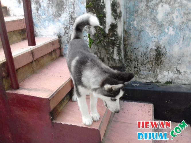 Panduan Lengkap Makanan Anjing Husky Umur 3 Bulan: Nutrisi Alami untuk Pertumbuhan Optimal