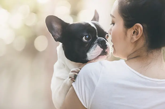 Panduan Makanan Alami untuk Anjing French Bulldog: Kesehatan dan Kebahagiaan Optimal