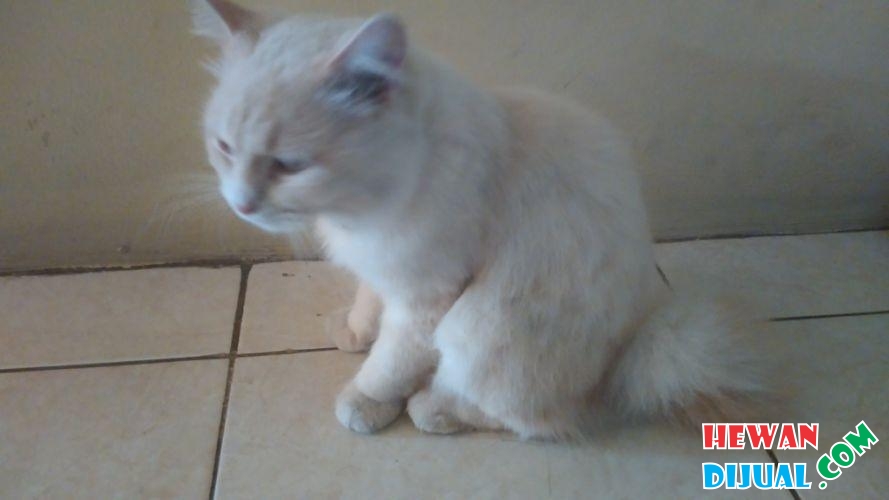 Panduan Memilih Makanan Kucing Anggora Umur 1 Tahun