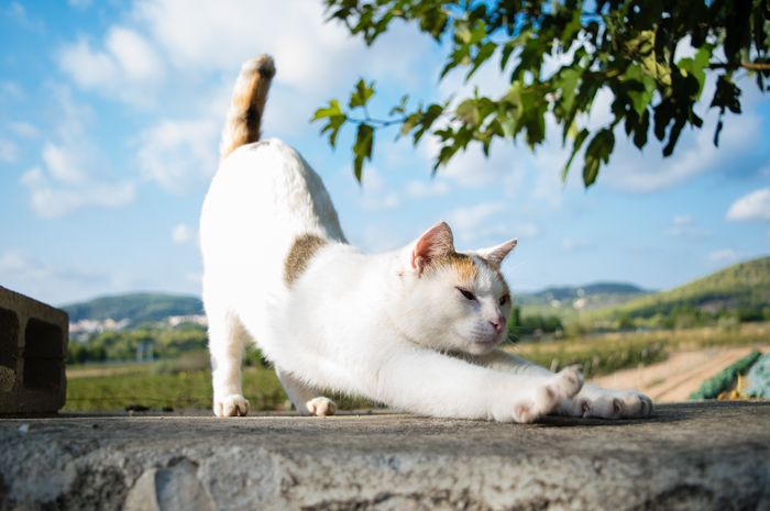 Makanan Alami Kucing: Meniru Diet Alami untuk Kesehatan Optimal