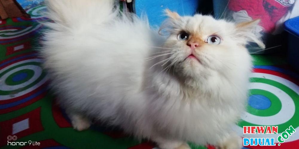 Makanan Kucing Anggora Umur 4 Bulan: Pilihan Alami untuk Pertumbuhan Optimal