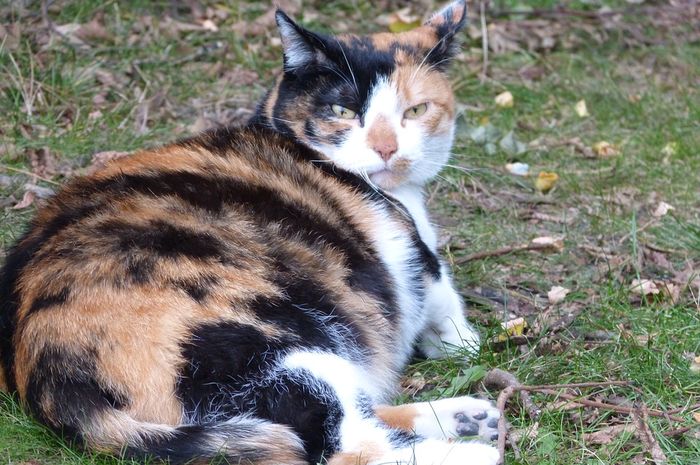 Makanan Kucing Hamil Alami: Panduan Lengkap