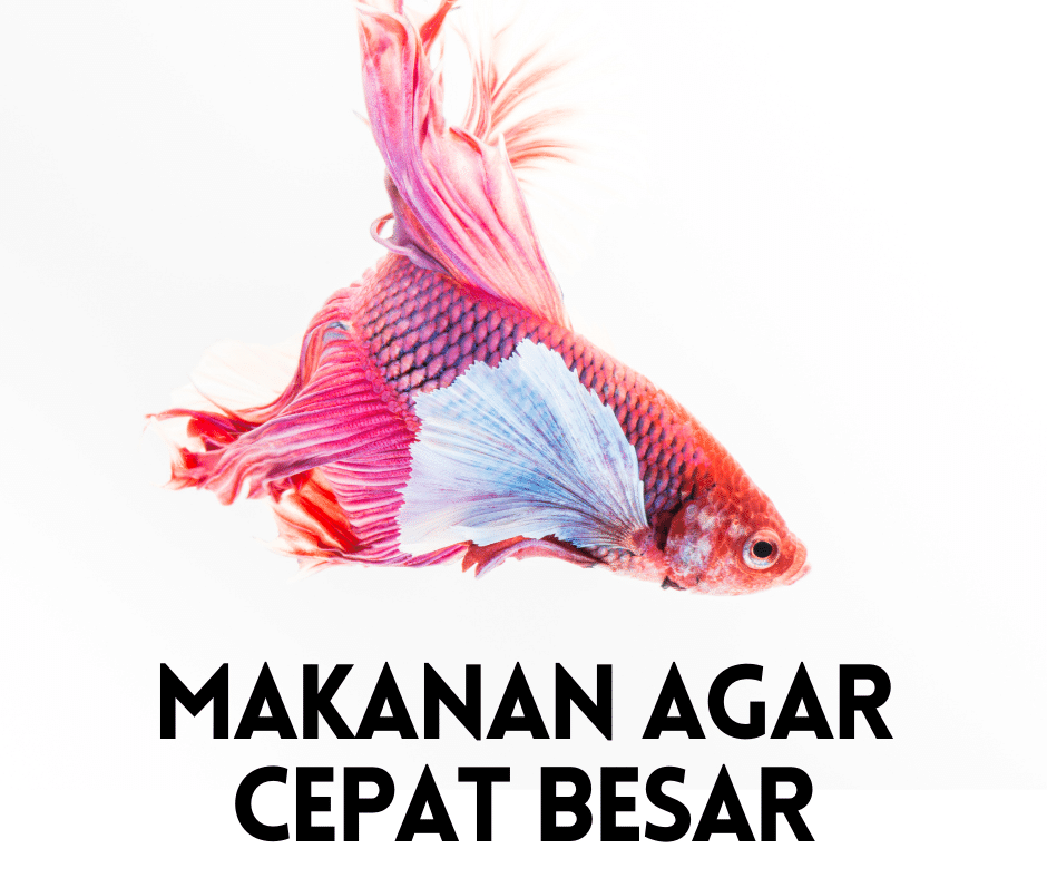 Makanan Anjing untuk Pertumbuhan Optimal Secara Alami