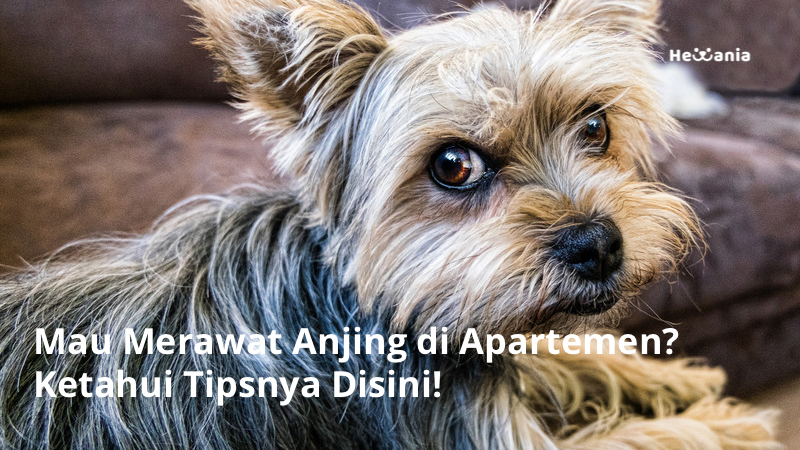 Tips Merawat Anjing Secara Alami: Kesehatan Optimal dari Alam
