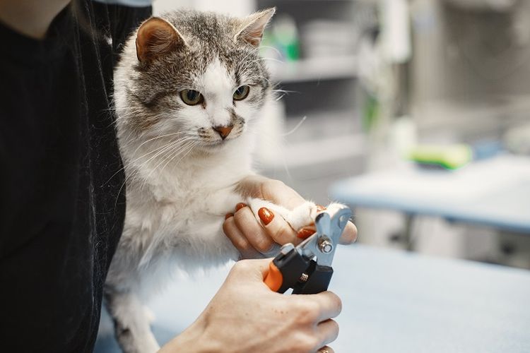 Kelebihan dan Kekurangan Makanan Kucing Bolt: Panduan Lengkap