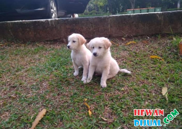Makanan Anjing Umur 2 Bulan: Panduan Alami untuk Pertumbuhan Optimal
