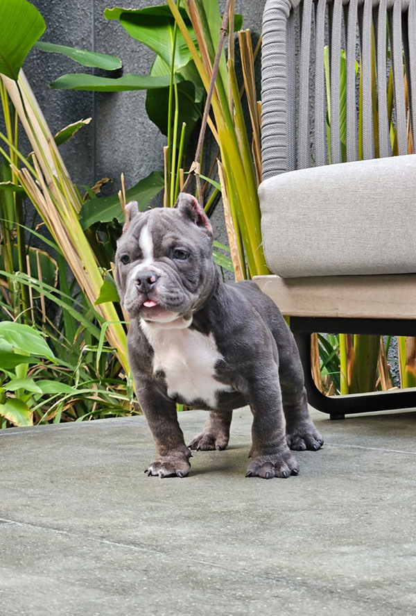 Anjing American Bully: Popularitas dan Pertimbangan di Indonesia