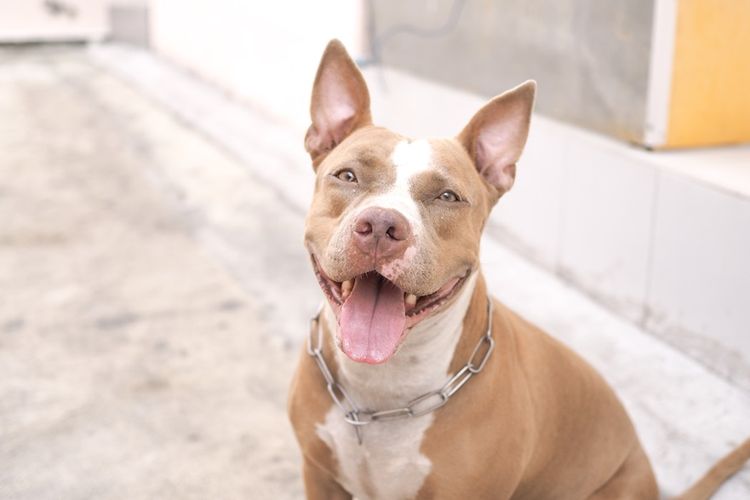 Makanan Alami untuk Anjing Pitbull: Panduan Lengkap