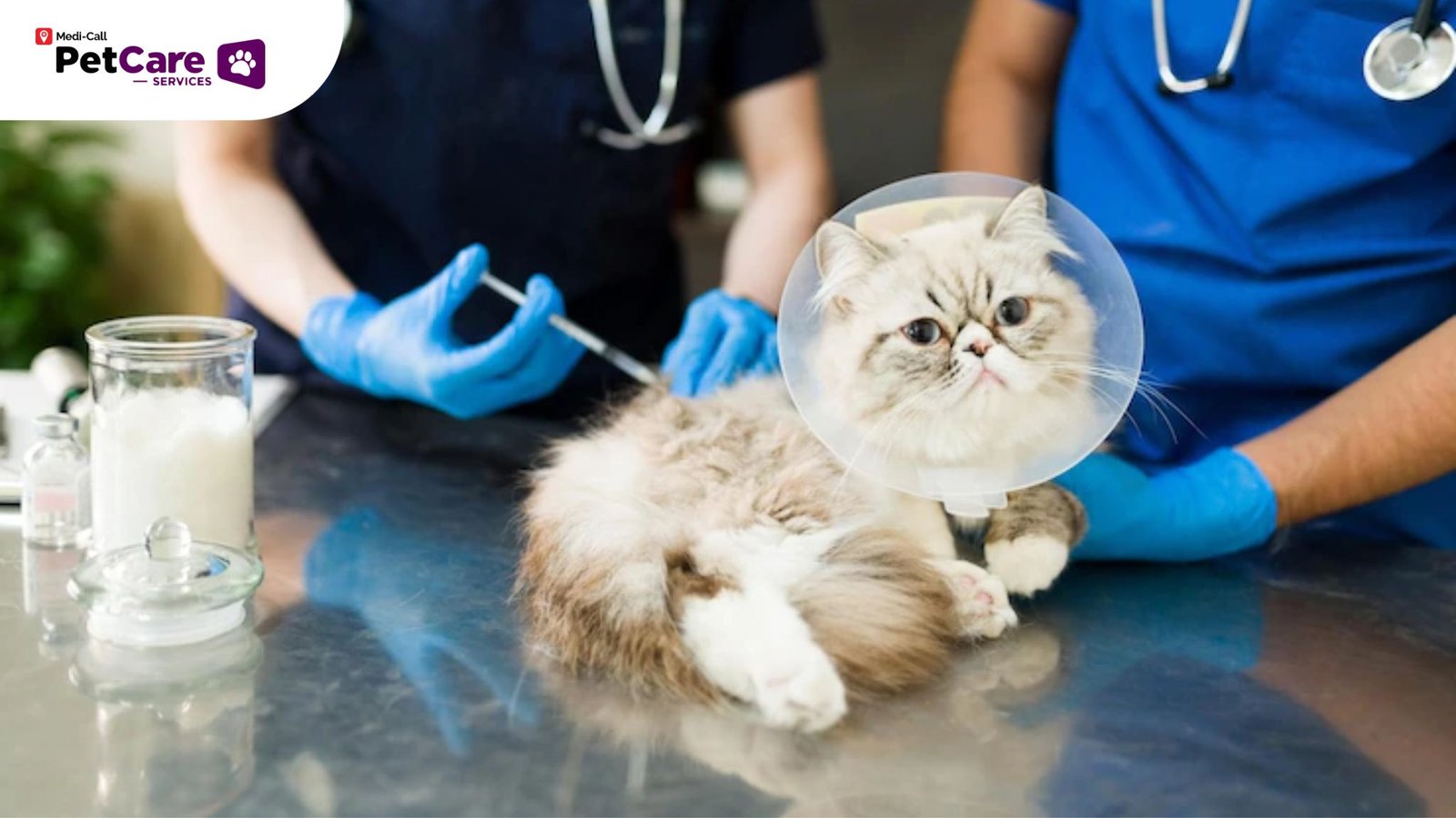 Memahami Efek Samping Makanan Kucing Chester: Panduan Lengkap