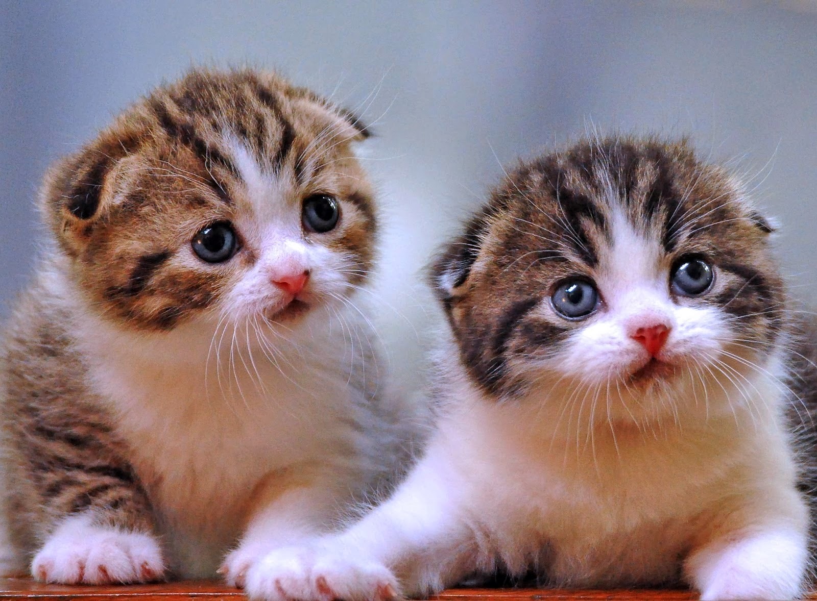 Makanan yang Bagus untuk Kucing Anggora: Diet Alami untuk Kesehatan Optimal