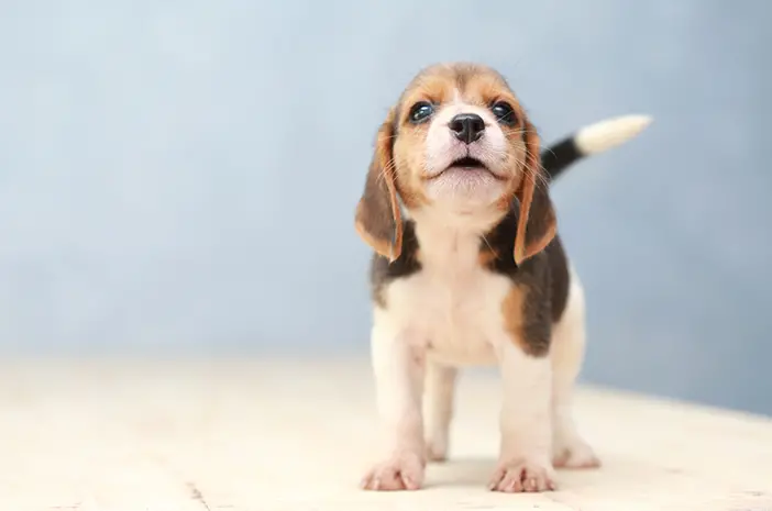 Makanan yang Baik untuk Anjing Kecil: Panduan Alami dan Seimbang