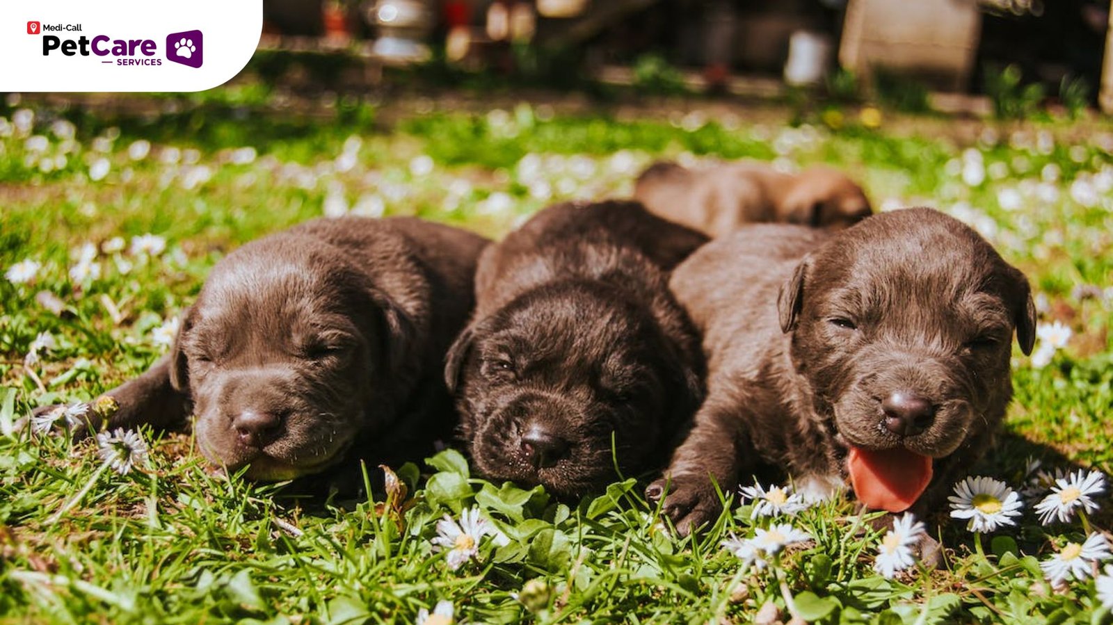 Panduan Lengkap: Tips Merawat Anak Anjing Secara Alami