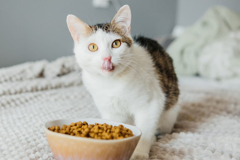 Makanan Kucing Hello Kitty: Lebih dari Sekadar Nama