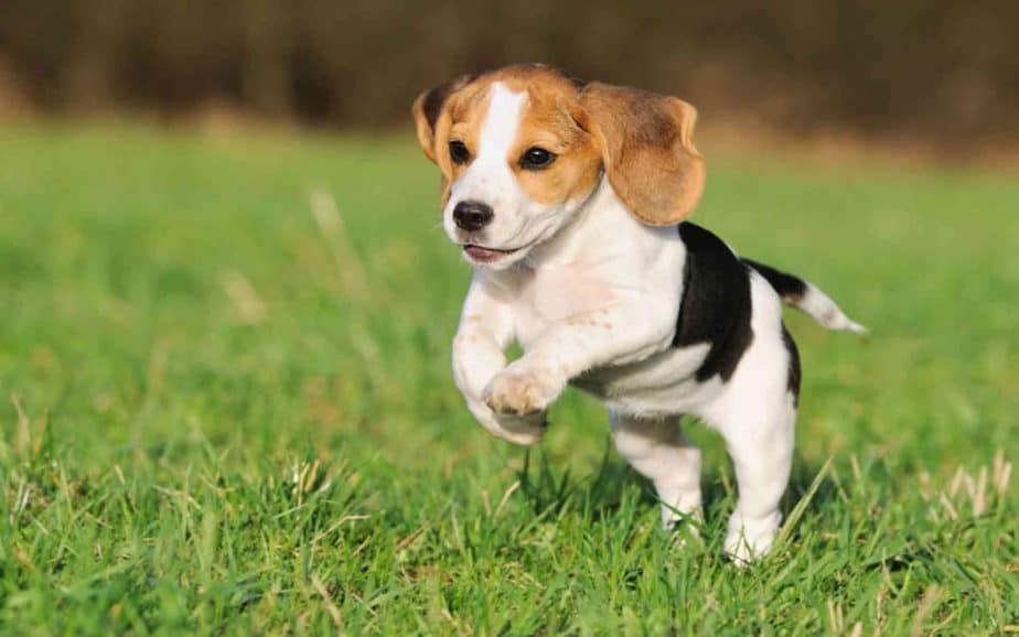 Merawat Anjing Beagle Secara Alami: Panduan Lengkap