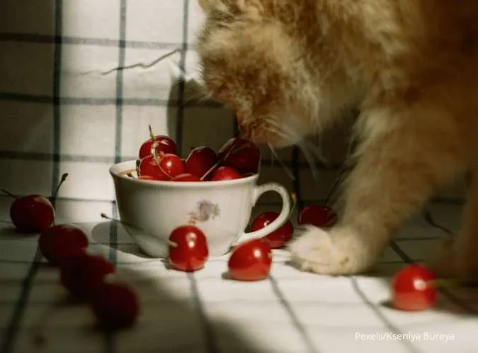Makanan Alami Terbaik untuk Kucing Kesayangan Anda