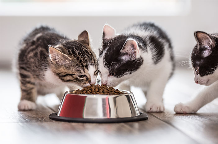Panduan Lengkap Membuat Makanan Kucing Umur 1 Bulan Alami
