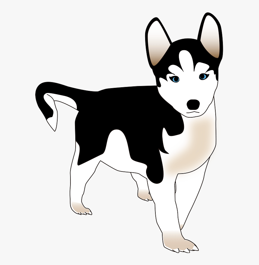 Panduan Lengkap Memilih Makanan Anjing Husky Terbaik