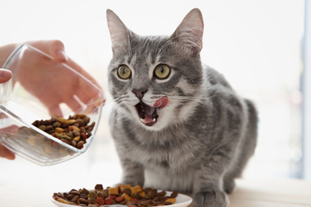 Bolehkah Manusia Makan Makanan Kucing? Fakta dan Pertimbangan