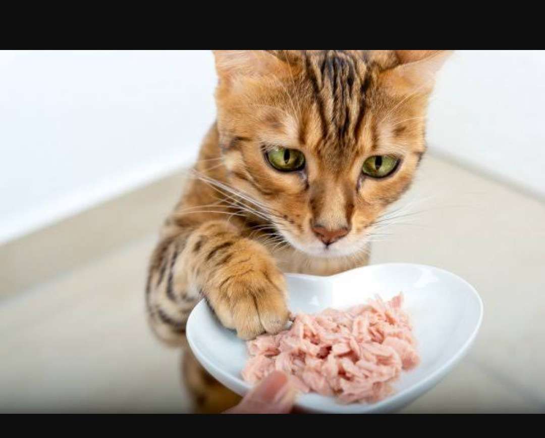 Makanan Alami untuk Kucing FLUTD: Pendekatan Alami untuk Kesehatan Saluran Kemih