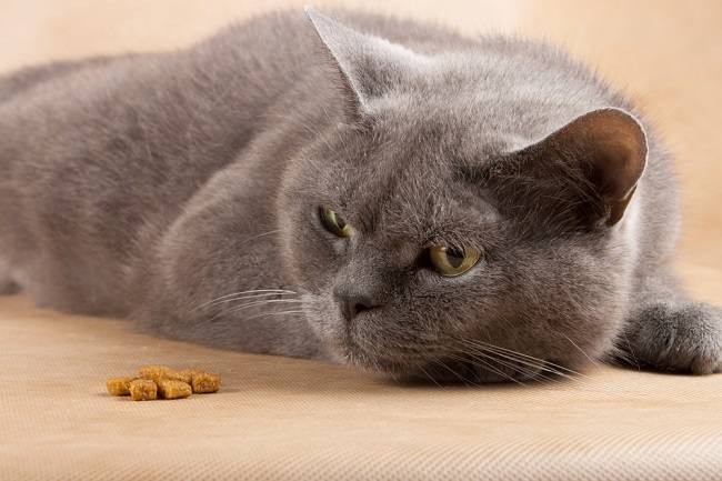 Makanan untuk Diare pada Kucing Secara Alami: Panduan Lengkap