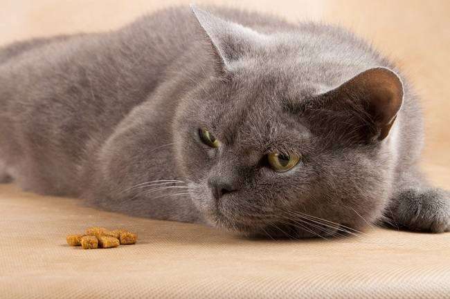 Makanan Alami untuk Mengatasi Diare pada Kucing
