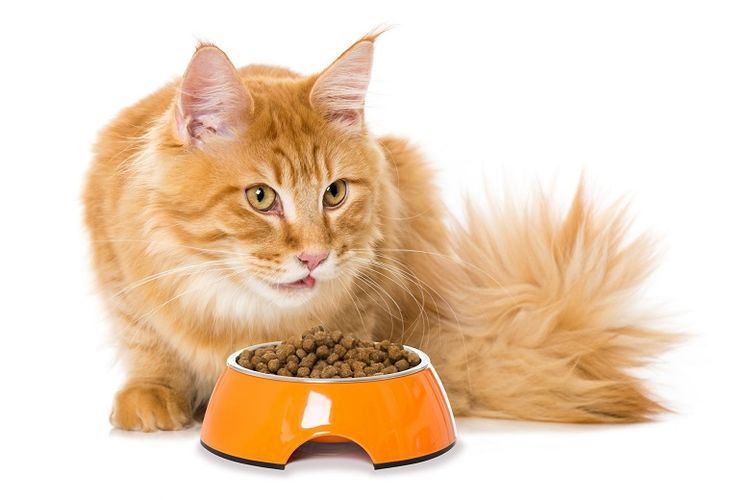 Memahami Jenis Makanan Kucing Alami untuk Kesehatan Optimal