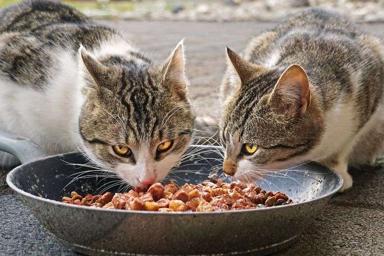 Panduan Lengkap Pemberian Takaran Makanan Kucing Happy Cat