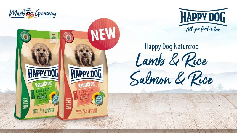 Memilih Makanan Anjing Ras Kecil Terbaik Secara Alami