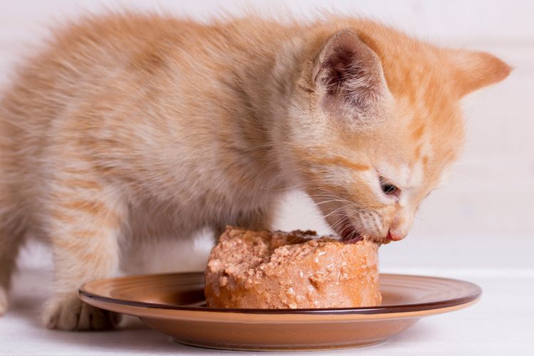 Mencampur Makanan Kering Kucing dengan Air: Panduan Lengkap