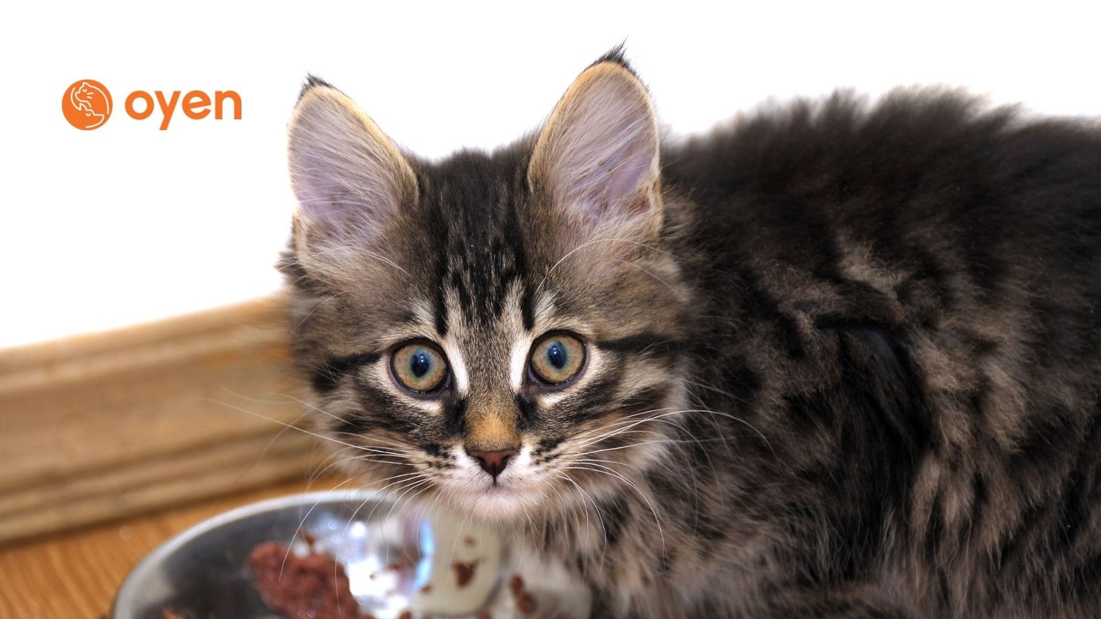 Memilih Jenama Makanan Basah Kucing yang Terbaik Secara Alami
