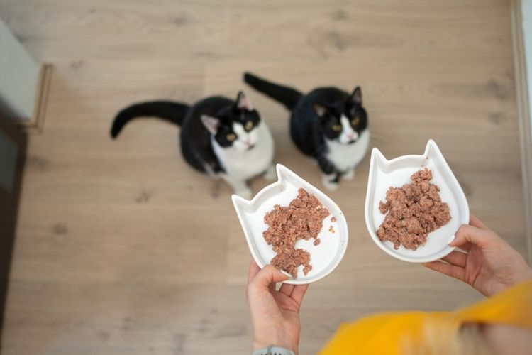 Memberi Makan Kucing: Berapa Kali Sehari Makanan Basah Idealnya?