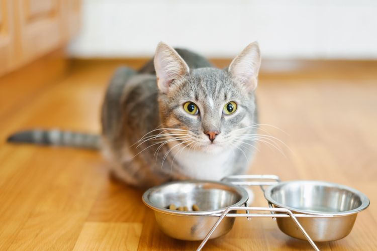 Ketahanan Makanan Kering Kucing: Panduan Lengkap