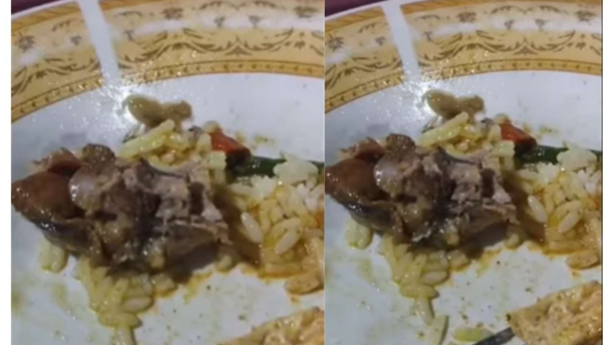 Makanan Kucing dan Belatung: Fakta dan Pencegahan